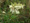 Réti legyezőfű (Filipendula ulmaria)